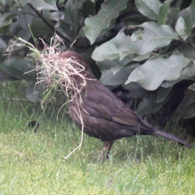 Blackbird