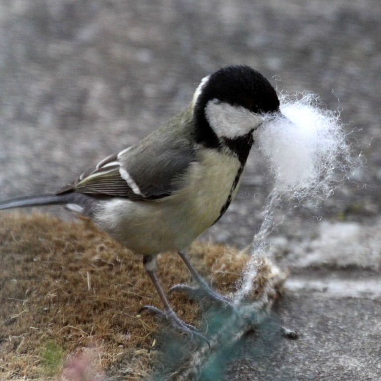 Great tit