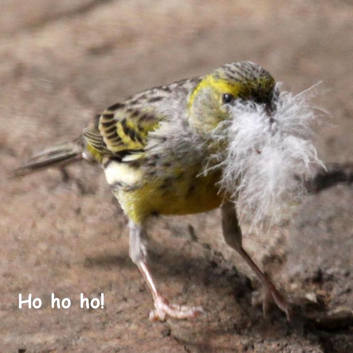 Wild canary