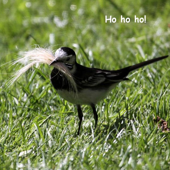 Pied wagtail
