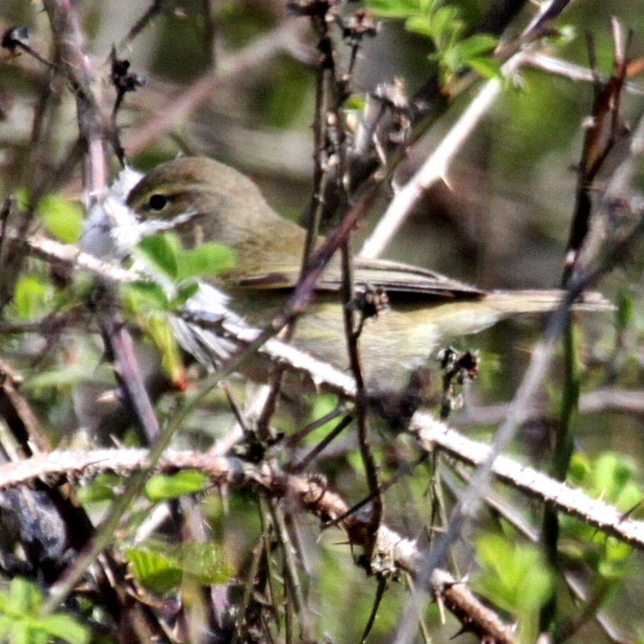 Chiffchaff