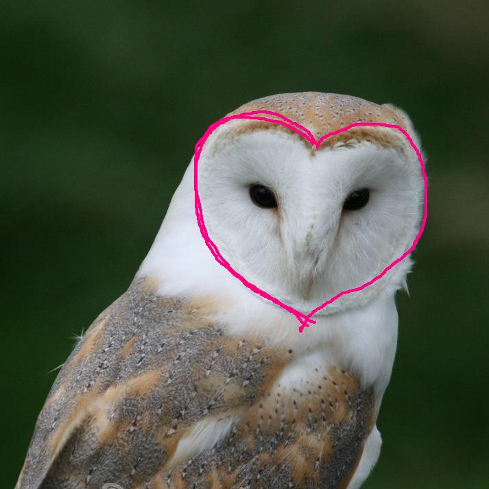 Barn Owl heart