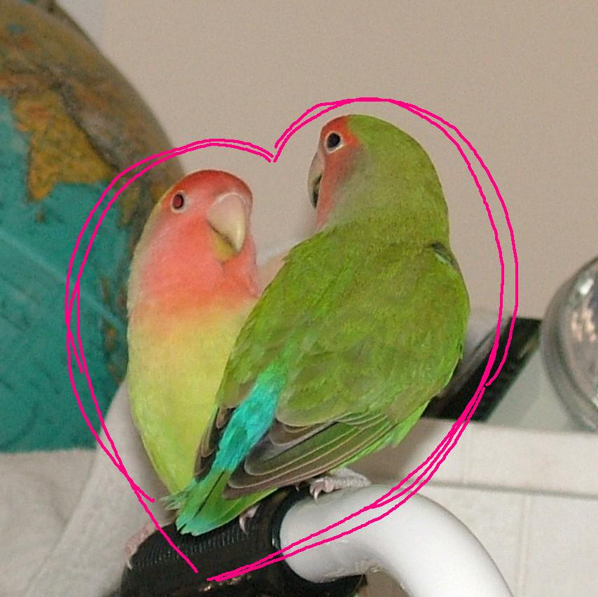 Lovebirds