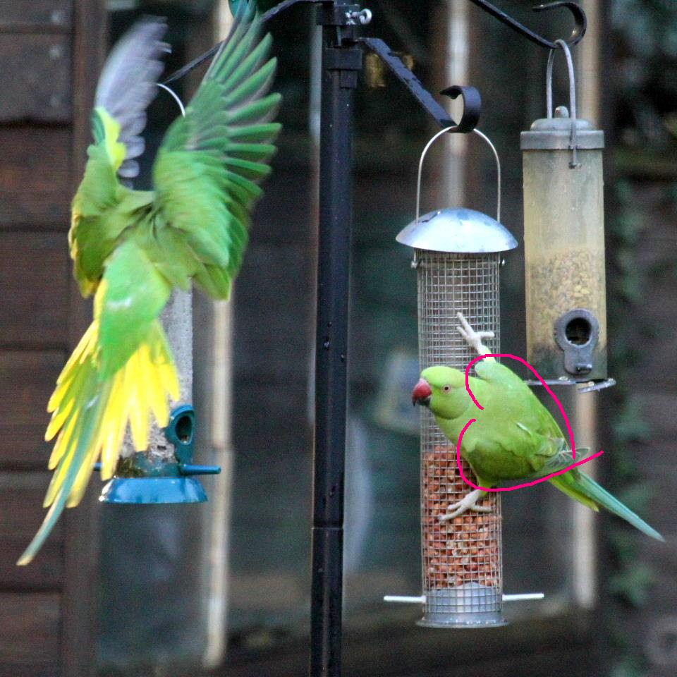 Parakeet heart