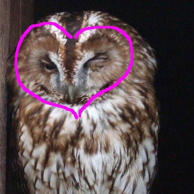 Tawny owl heart
