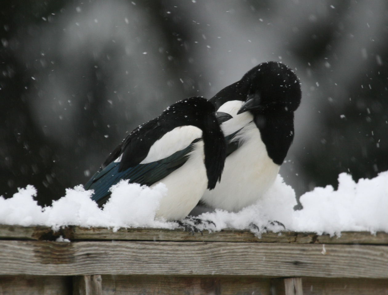 Penguins