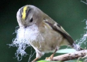 Santa Goldcrest