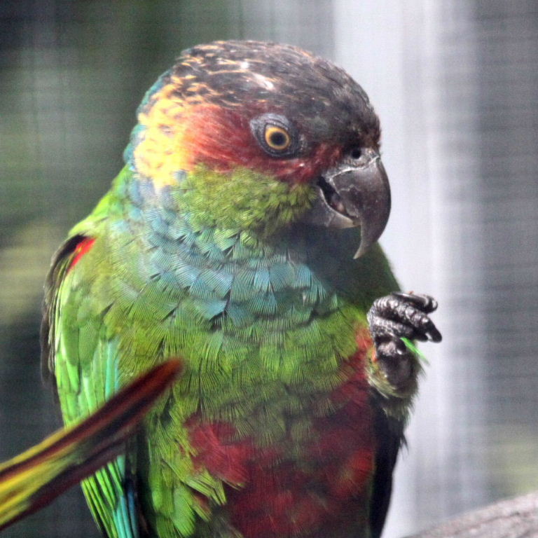 blue-throated conure