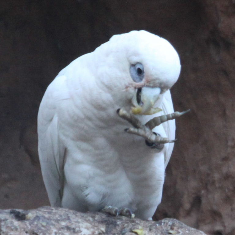 bare-eyed cockatoo
