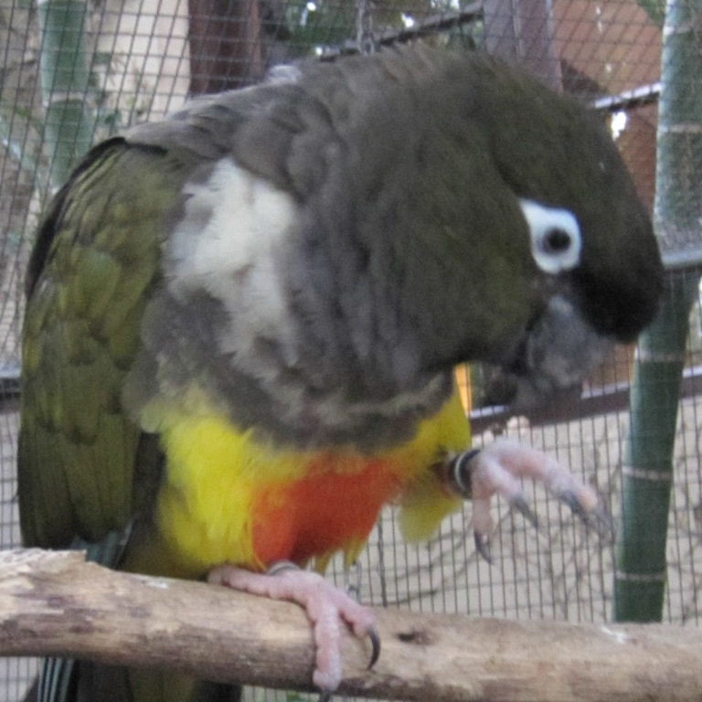 greater patagonian conure