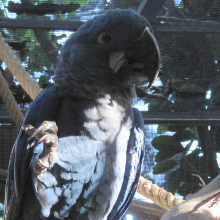 lear macaw