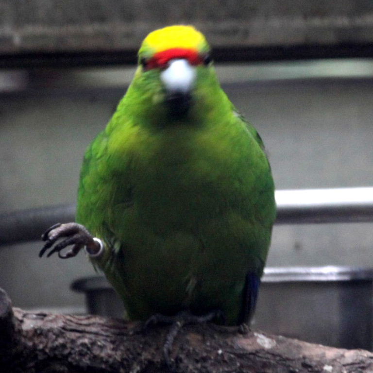 yellow-crowned kakariki