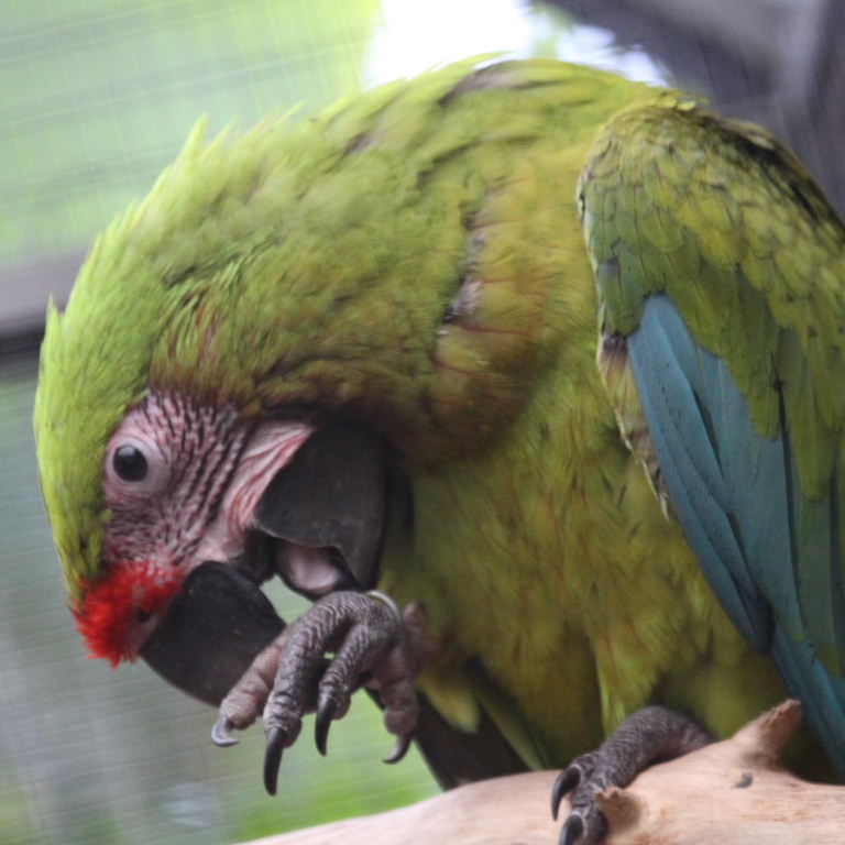 great green macaw