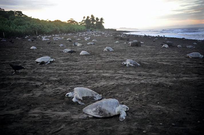 sea turtle