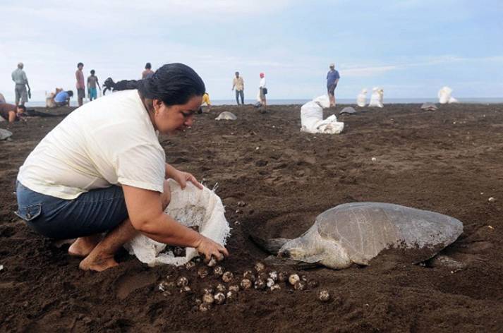 Sea turtle eggs