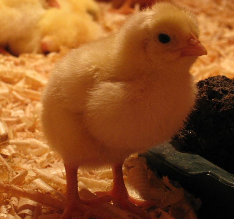 Easter chick