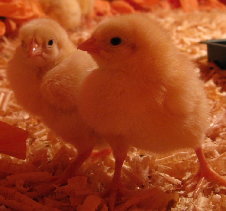 Chicks
