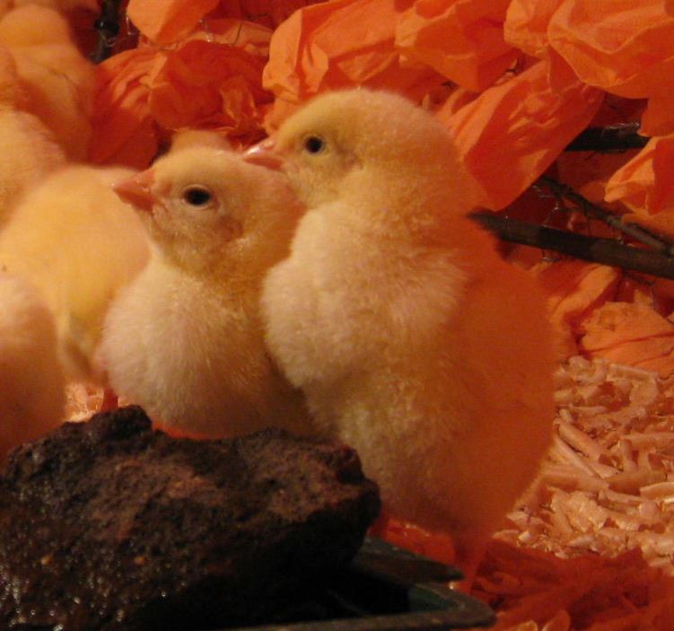 Easter chicks