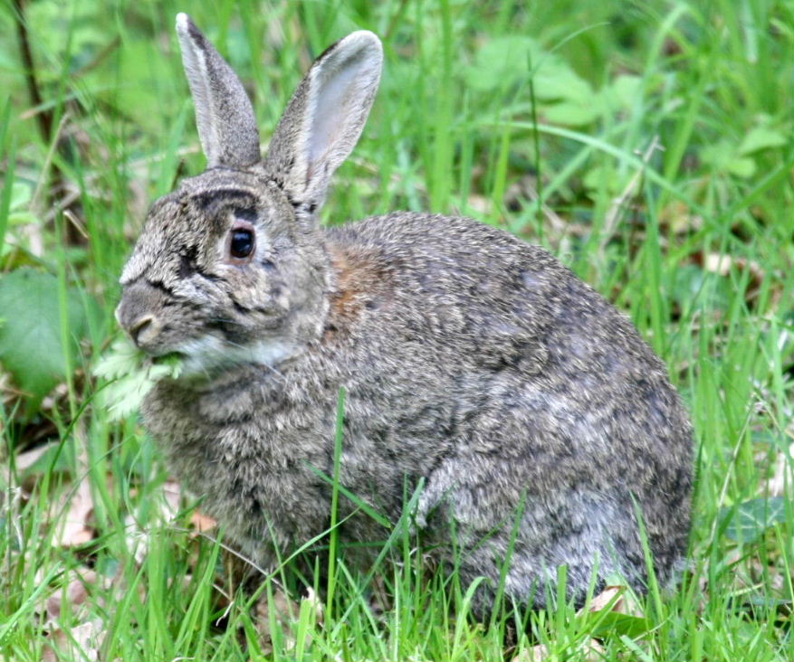 Wild Rabbit