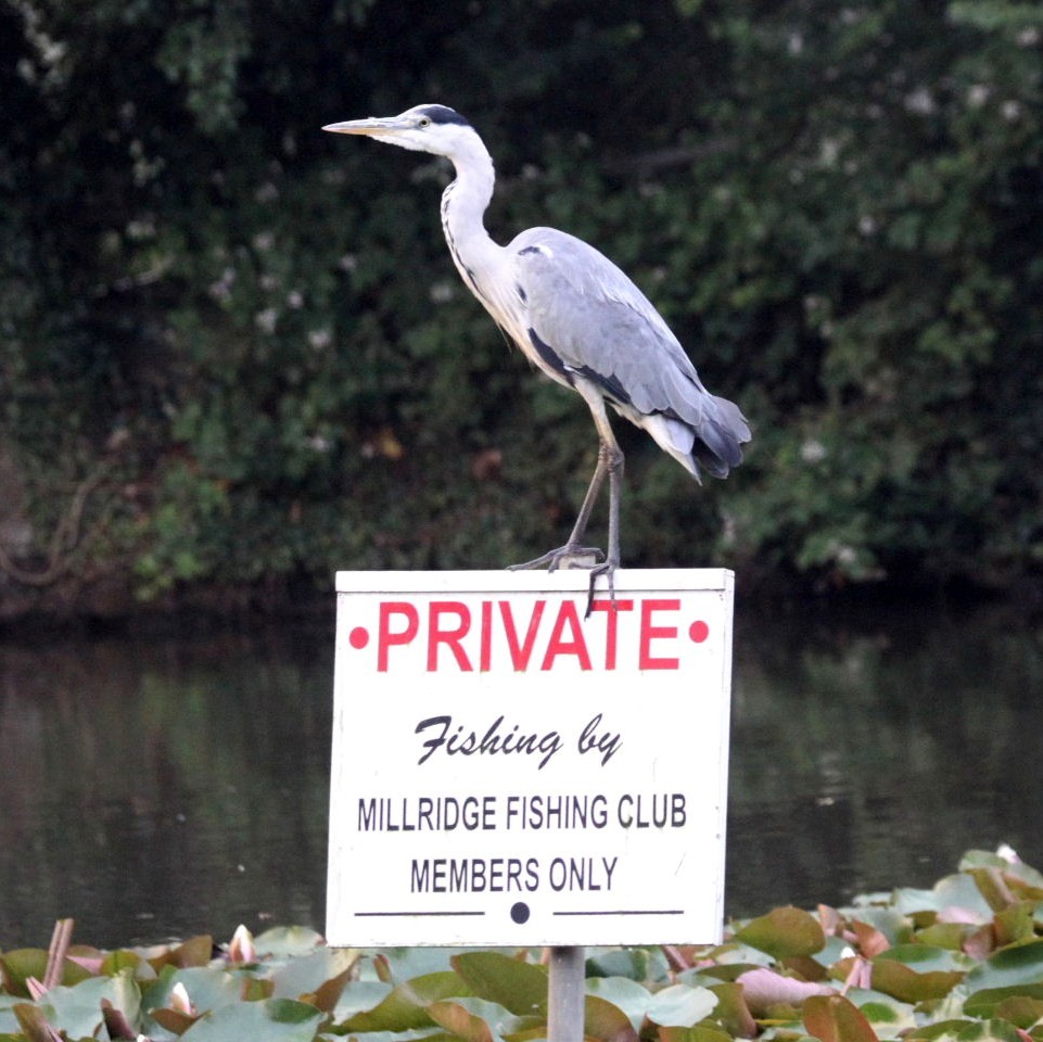 No fishing