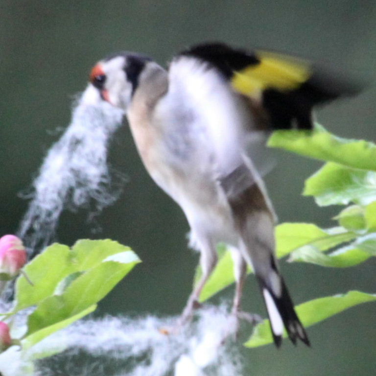 Goldfinch