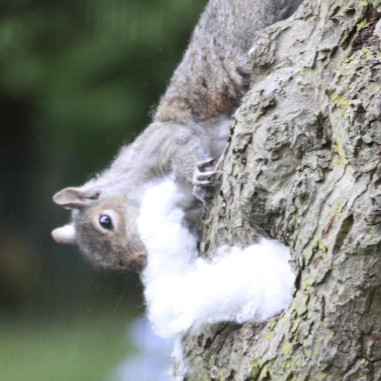 Squirrel Claus