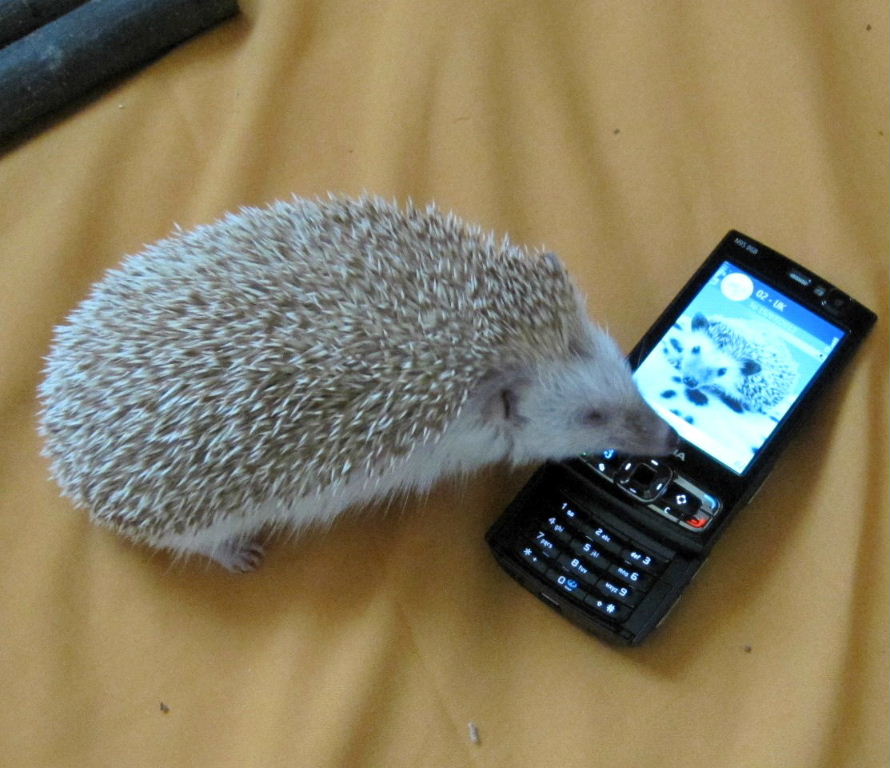 Phone-a-friend