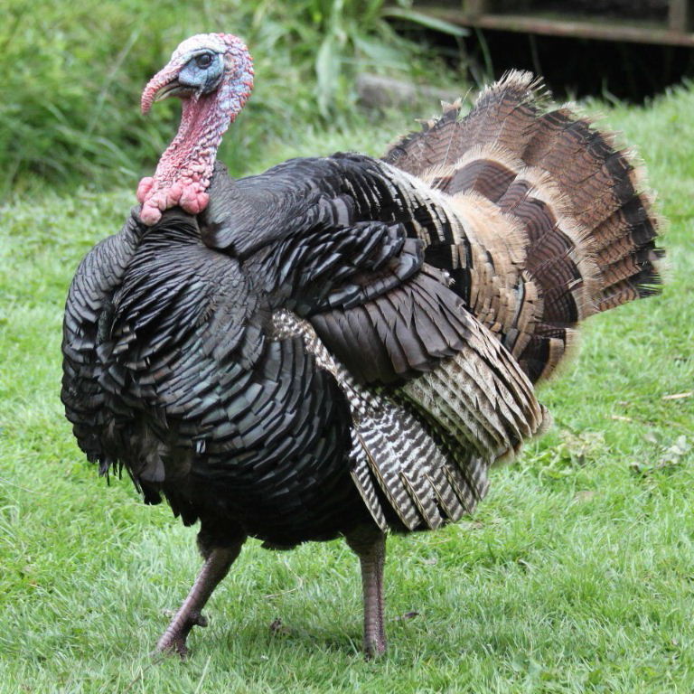 Happy Thanksgiving
