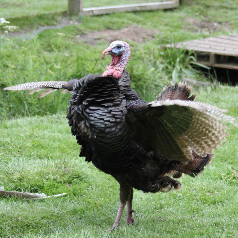 Turkey Belly Dancing