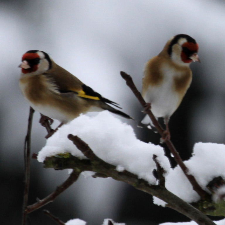 Goldfinches in the snow