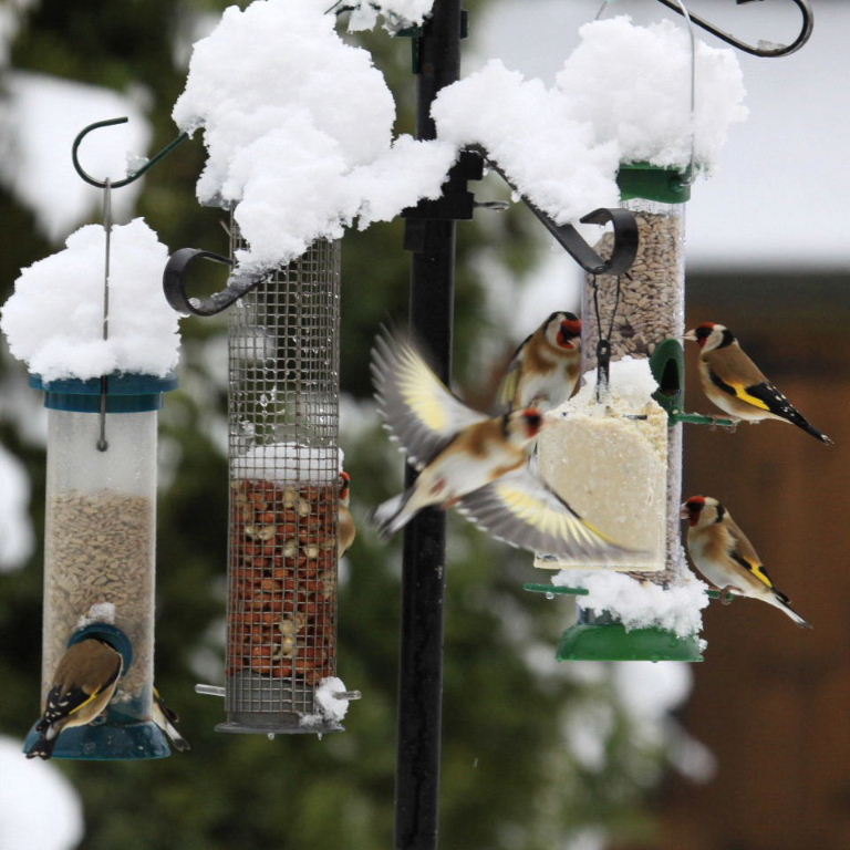 Goldfinches on bird feeder