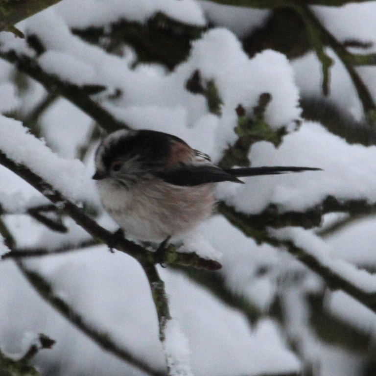 Long-tailed Tit in the snow
