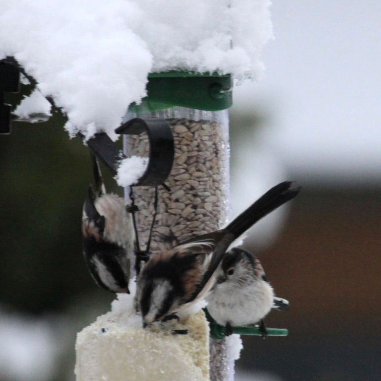 Long-tailed Tits on bird feeder