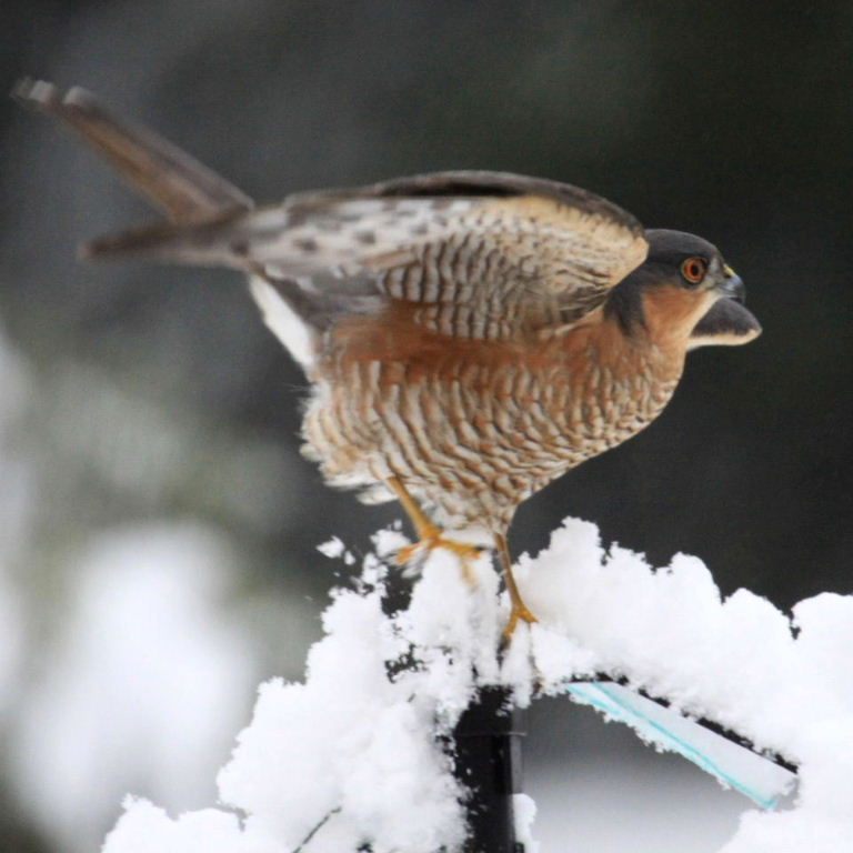 Sparrowhawk on bird feeder