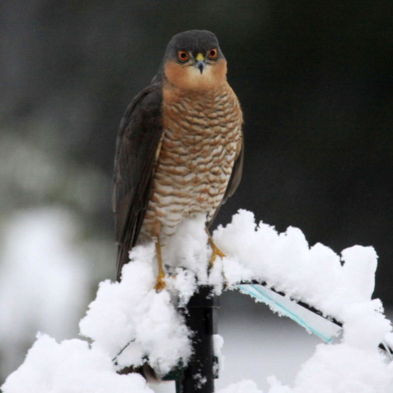 Sparrowhawk on bird feeder