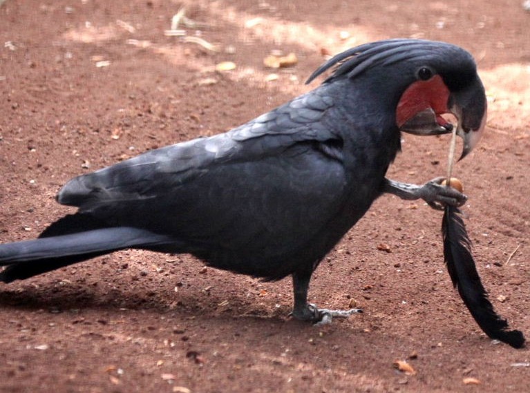 Cockatoo playing golf tennis cricket