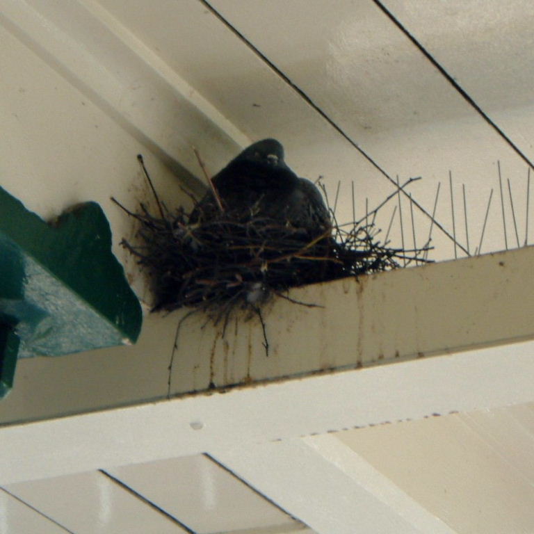 Nest on anti-pigeon spikes