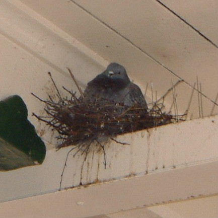 Anti-pigeon spikes