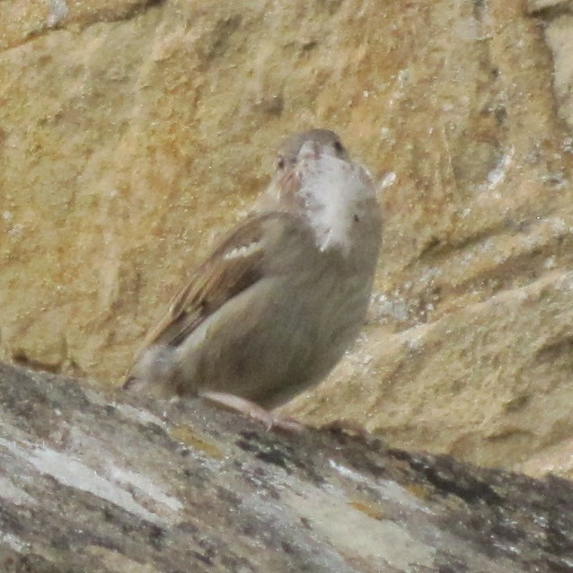 Bearded Sparrow