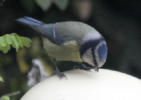 Egg