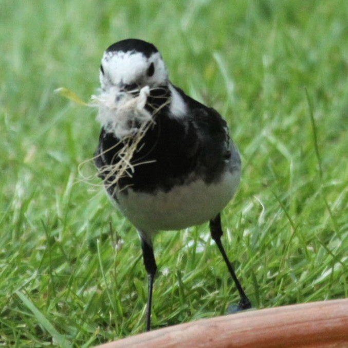 Pied Wagtail with nesting material