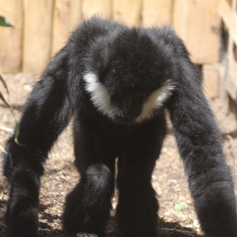 White-cheeked gibbon