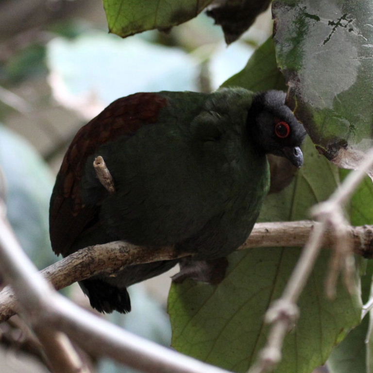 Partridge in a Pear Tree