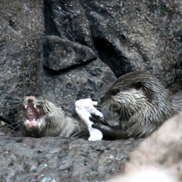 Otter with fish bagpipes