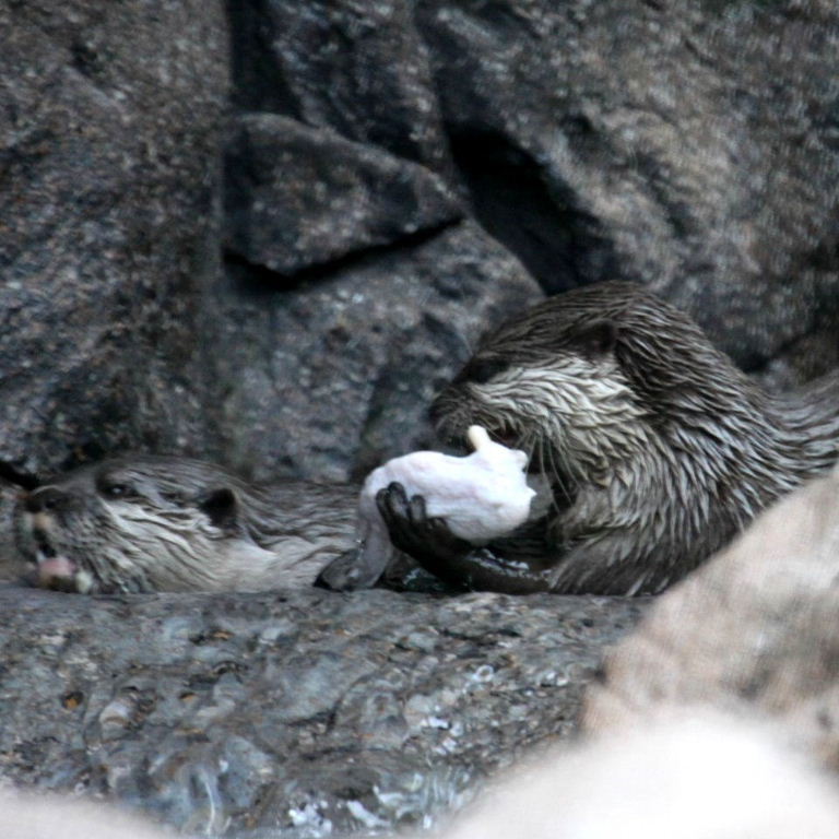 Otter with fish model