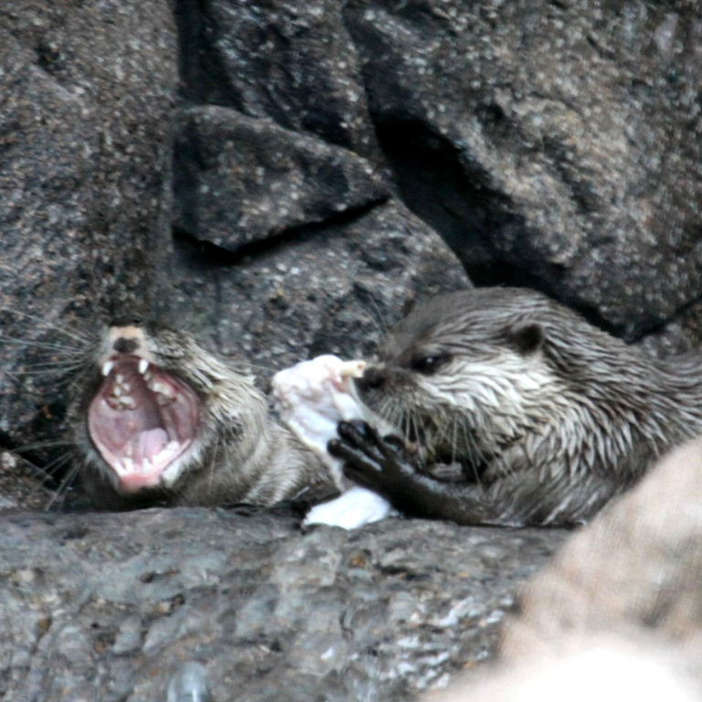 Otter laughing