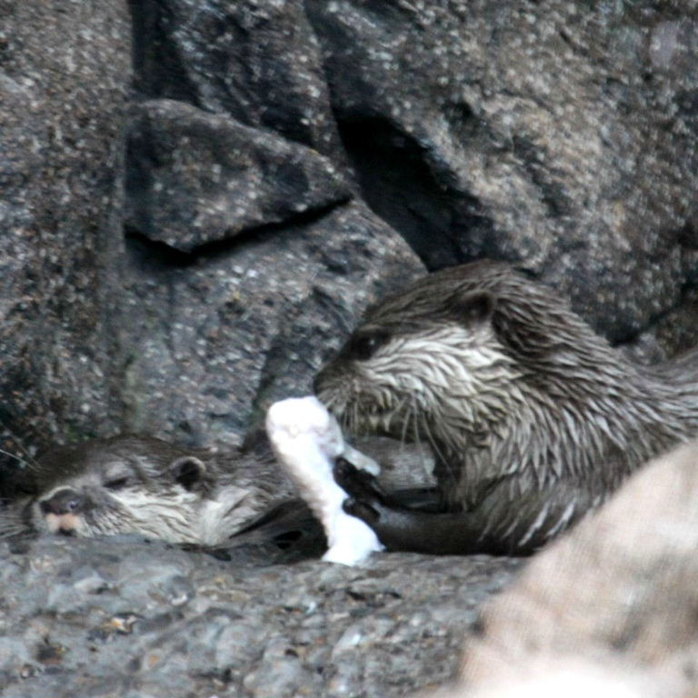 Otterly silly