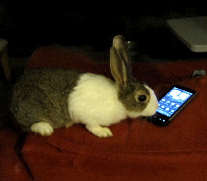 Rabbiting on