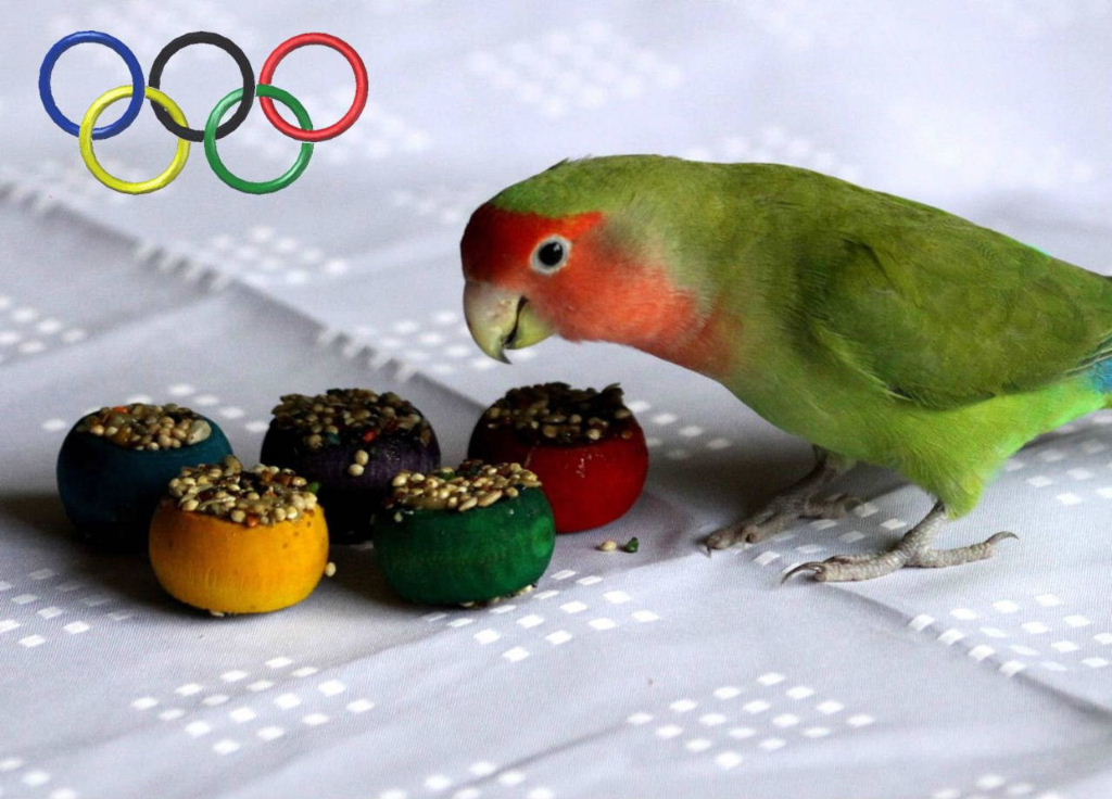 Olympic lovebird feast