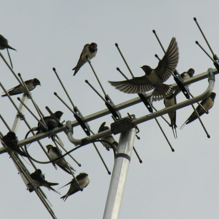 Swallows gathering for return to Africa